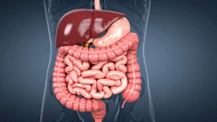 PCOS and Gut Health How Your Microbiome Affects Your Hormones and Metabolism